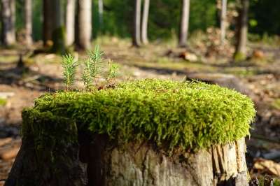 树桩 苔藓 树苗 森林 树干 地面 生长 装修 再生 发芽