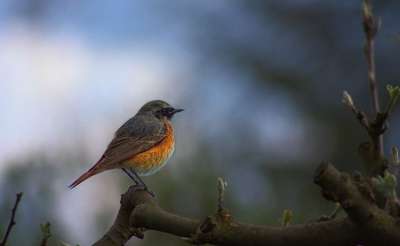 常见鸫 Phoenicurus Phoenicurus 鸟 花园 自然