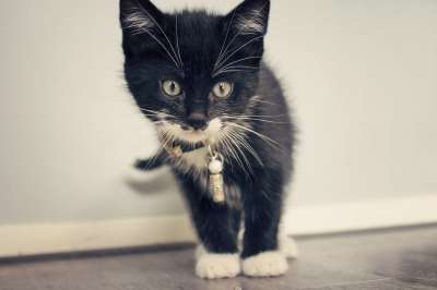 猫咪 小猫 动物 宠物 猫 哺乳动物 动物医院 宿醉 猫脸