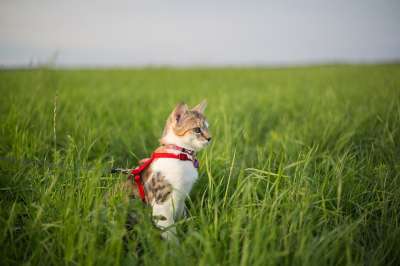 猫 草地 绳索 菜肴 年轻的猫