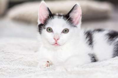 小猫 猫宝宝 年轻的猫 猫 偎 可爱的 动物 猫家族 幼兽