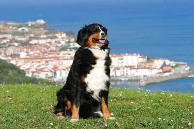 狗 Berner 森嫩狗 西班牙 外表 巴斯克地区 海 蓝色的大海