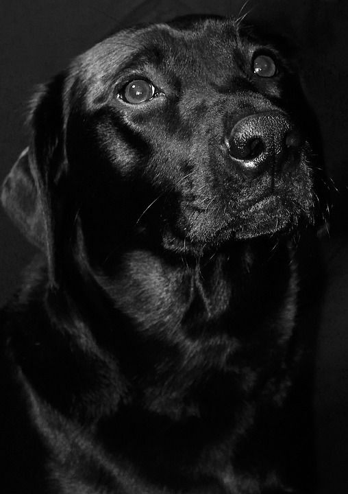 拉布拉多犬 黑色的 狗 动物 宠物 猎犬 犬类 品种 小狗