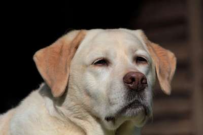 拉布拉多犬 狗 宠物 动物 国内的 犬类 哺乳动物 特写