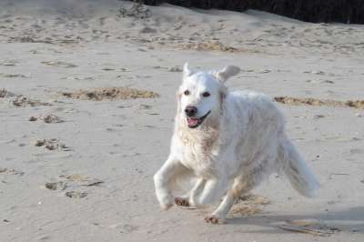 金毛猎犬 狗 海滩
