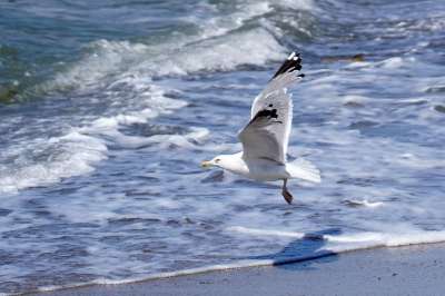 鸥 海 海滩 方法 飞行 阴凉处 鸟