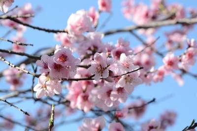 花 花朵 自然 花园 桃花源 春天 Pesco 开花 树 有色