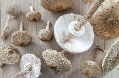 Macrolepiota Procera 阳伞 收集 食物 成分 木头