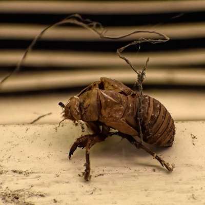 蝉壳 蝉 昆虫 自然 套管 壳 Cicadoidea
