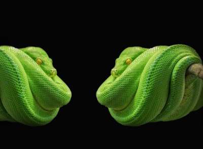 Python 线 绿树蟒 绿色 树蛇 有毒 动物 头皮 玻璃容器