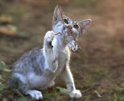 那只猫 鼠 打猎 猫似的