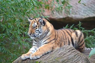 老虎 动物 动物园 纽伦堡 小老虎 大猫 Amurtiger
