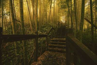 木 树 黎明 路径 叶子 光 大自然 户外 景观 雾 神秘