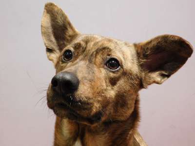 狗 动物 犬类