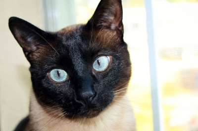 猫 暹罗 黑面 蓝眼睛 宠物 家养动物