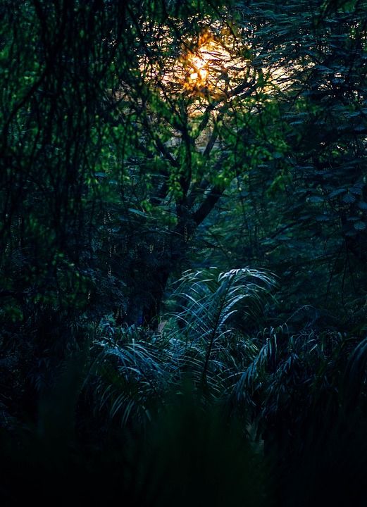 抽象 背景 枝杈 明亮的 特写 颜色 黑暗的 日出 黄昏 环境