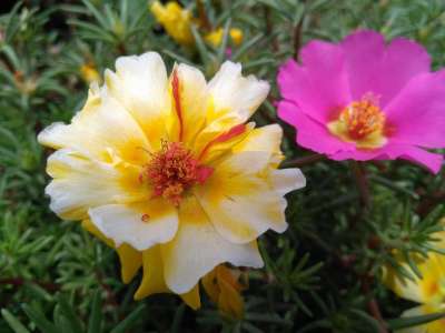 Portulaca Oleracea L 马齿苋花 五行草花 五方草花