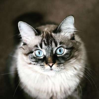 猫 可爱的 动物 猫和 甜的 家庭