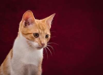 猫 背景图片 可爱的 红色的 白色的 家畜 小猫
