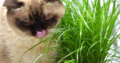 英国短毛猫 猫草 吃下去 猫 纯种 品种猫 毛皮 可爱的 家畜