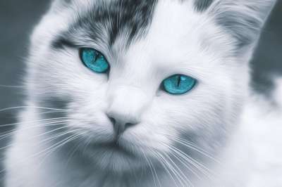 猫 眼睛 蓝色的 动物 家畜 肖像 家猫 脸 看法 猫眼