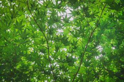 森林 树 大自然 阳光 光 叶子 绿色 植物 夏天 枫树