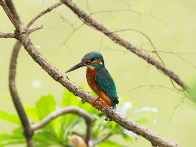 翠鸟 鱼狗 Kingfisher