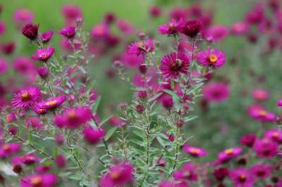 Asters 秋花 花 落下 开花 花海 紫罗兰花 多年生植物