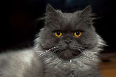 猫 小猫 叫声 视线 毛茸茸的 头发 胡须 性质 猫的眼睛