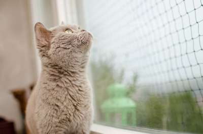 猫 网 窗户 家猫 好奇心 猫的血统 英国的猫 可爱的 坐着的猫