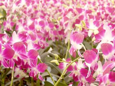 兰花 花 明亮的 紫色 植物群 生长 装饰 芽 叶子