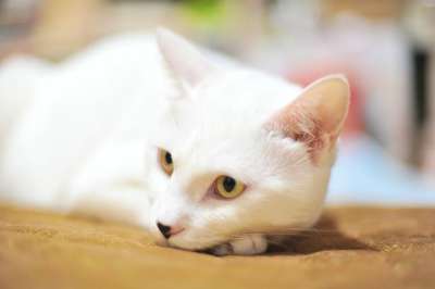 猫 动物 毛皮 老虎 危险 猫和 可爱的 狮子 山猫