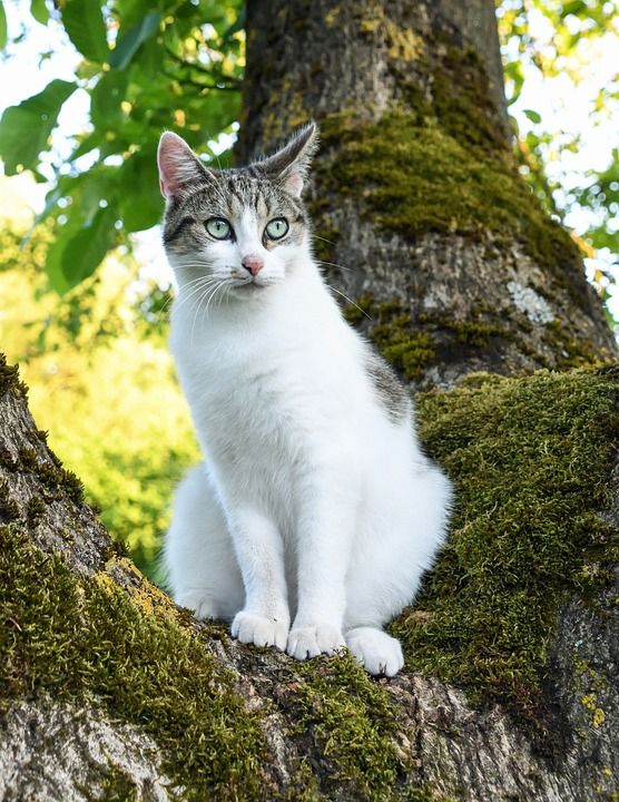 猫 树 绿色 光