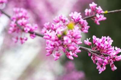 花 自然 植物群 季节 树 花瓣 枝杈 盛开 户外 花园