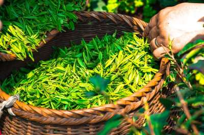 茶 叶子 中国 绿色 茶叶 草药 绿茶 新鲜的 有天赋的人