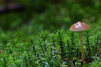 森林 蘑菇 苔藓 小蘑菇 关闭 发现 发光 森林地面