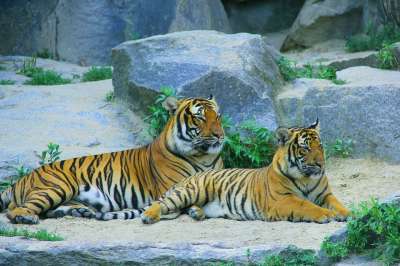 老虎 猫 荒野 大猫 捕食者 野生动物 动物 夫妇 动物野生动物