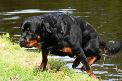 罗威纳犬 纯种狗 动物 狗 平静的 家畜 水域 洗澡 野生动物