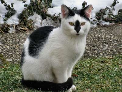 猫 家畜 动物 家猫 可爱的猫咪 黑白猫 哺乳动物