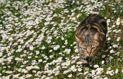 猫 雏菊 草地 户外 野花 花朵 动物 国内动物 宠物
