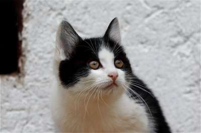 猫 小猫 可爱的 猫眼 肖像 眼睛 家畜 家猫 年轻 好奇的
