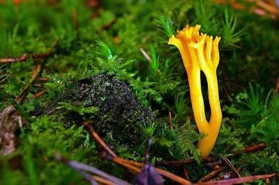 森林 苔藓 蘑菇 粘角 森林地面 绿色 关闭