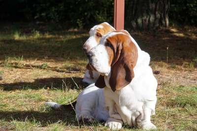 动物 小狗 哺乳动物 朋友们 宠物 犬类 品种