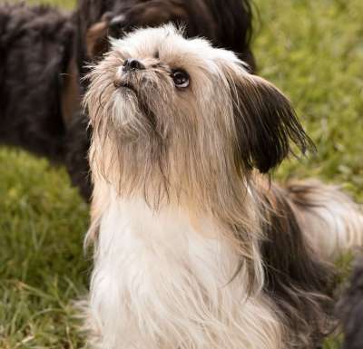 吉娃娃 混种狗 狗 家畜 约克夏犬 动物 国内的 哺乳动物