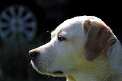 拉布拉多犬 狗 宠物 动物 国内的 犬类 哺乳动物 特写