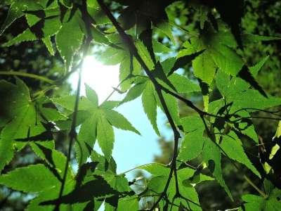 阳光 绿色 景观 森林 日本 自然 植物 蓝天 叶脉 在初夏