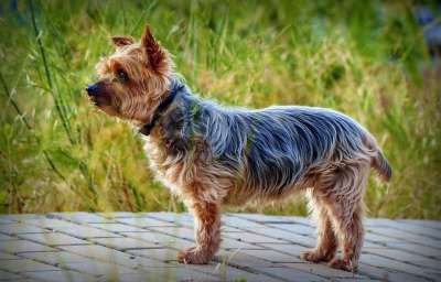 约克夏犬 狗 宠物 小狗 可爱的狗 动物 哺乳动物 犬类 家犬