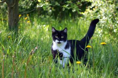猫 小猫 宠物 动物 毛皮 纵向 漂亮 哺乳动物 蓬松的 草