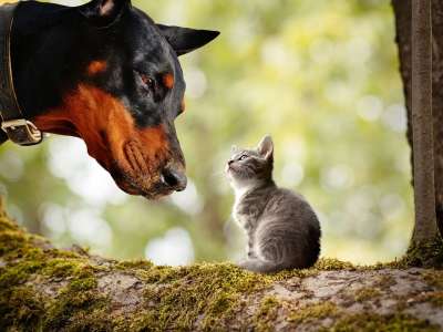 狗 小猫 动物 宠物 猫 朋友们 好奇心 国内的 基蒂 杜宾