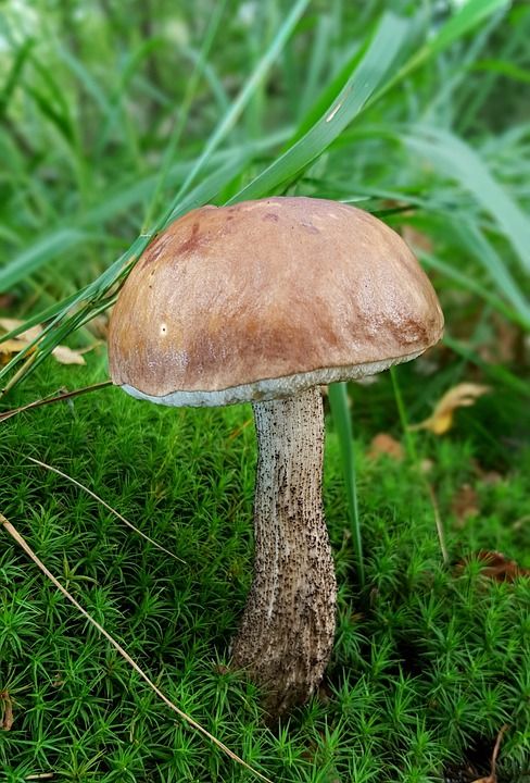 蘑菇 桦木蘑菇 食用菌 食物 美味 森林 苔藓 草 自然